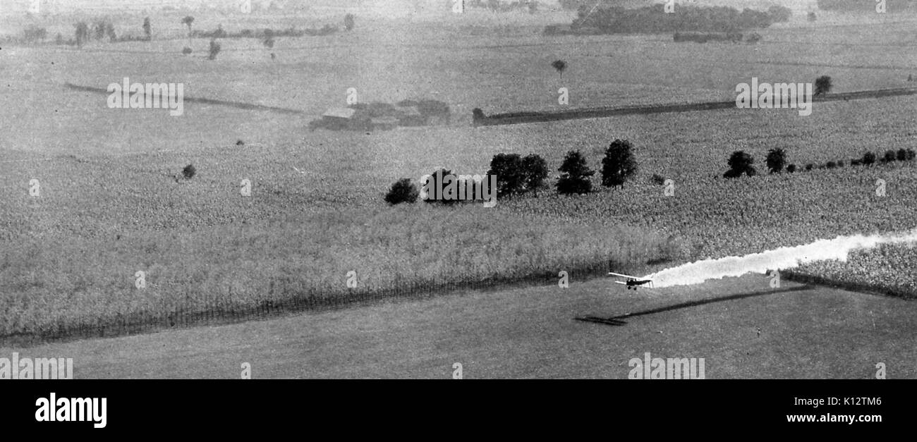Inizio crop spolvero aereo che stabilisce un percorso di antiparassitari per uccidere i bruchi, circondata su due lati da campi di mais, 1922. Foto Stock