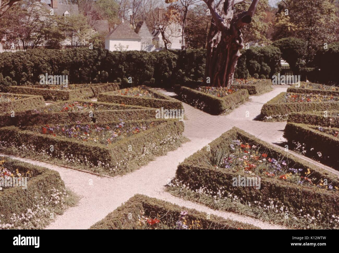 Williamsburg Coloniale, giardino formale con righe di topiaria da intagliato in modelli intricati, Virginia, 1966. Foto Stock