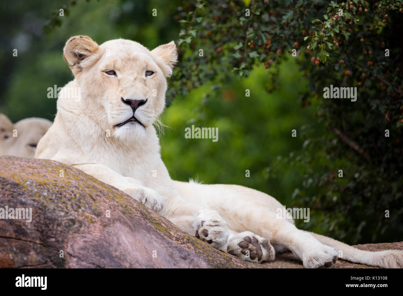White Lion su una pigra estate giorno di riposo. Foto Stock
