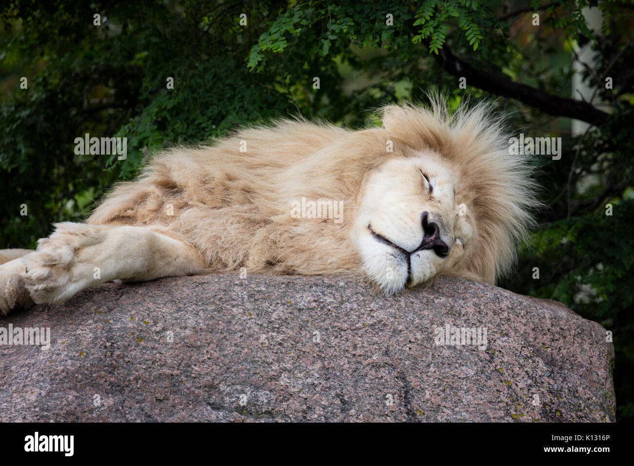 White Lion su una pigra estate giorno di riposo. Foto Stock
