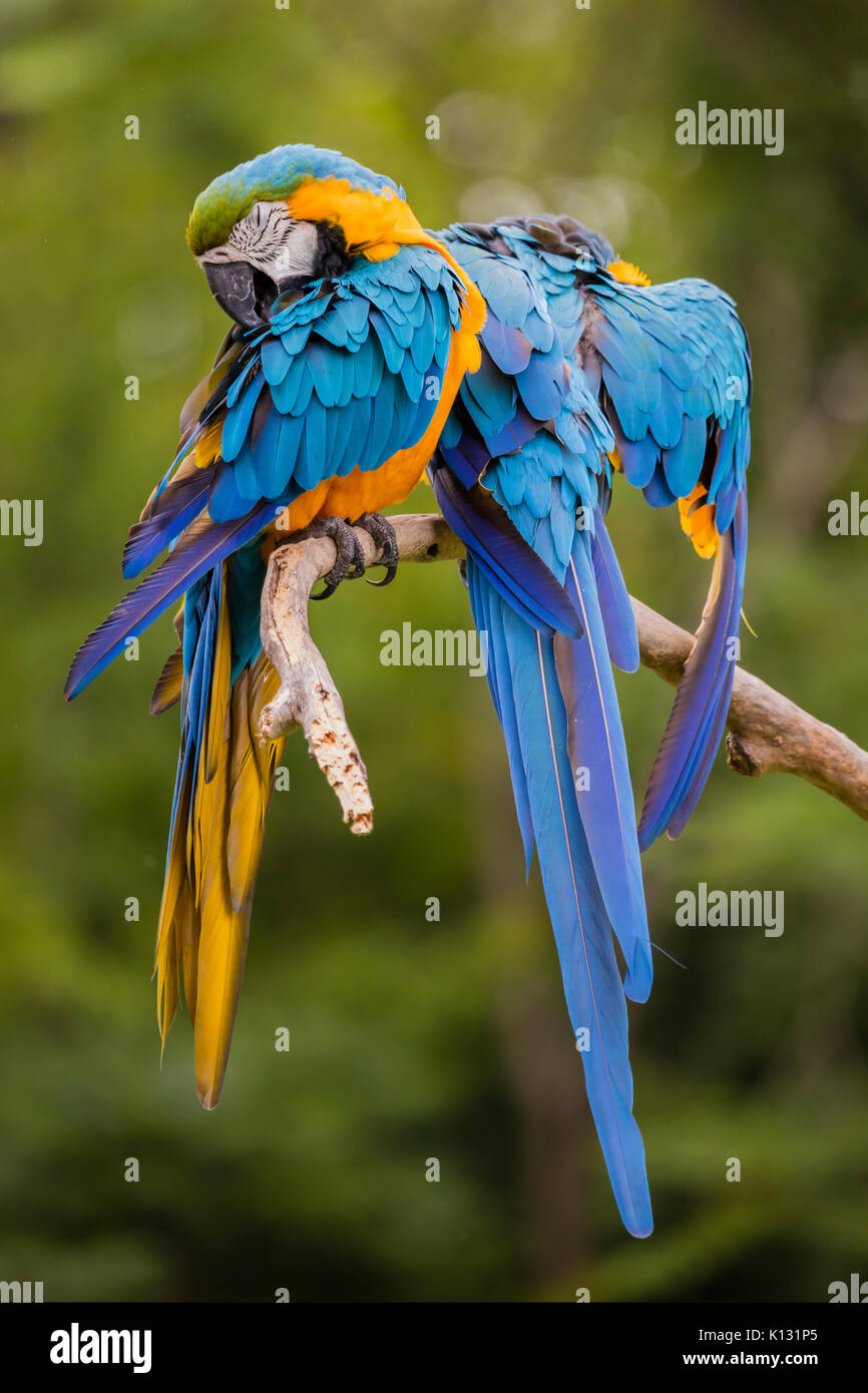 Un legato coppia di blu e oro Macaws preening, animali domestici. Foto Stock