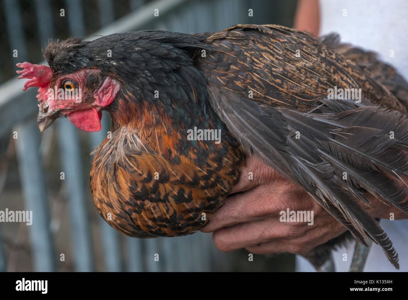 Un piccolo e tradizionale fattoria di pollo per clienti speciali che si prendono cura della sicurezza alimentare nel distretto di Huairou, Pechino, Cina. 24-Aug-2017 Foto Stock