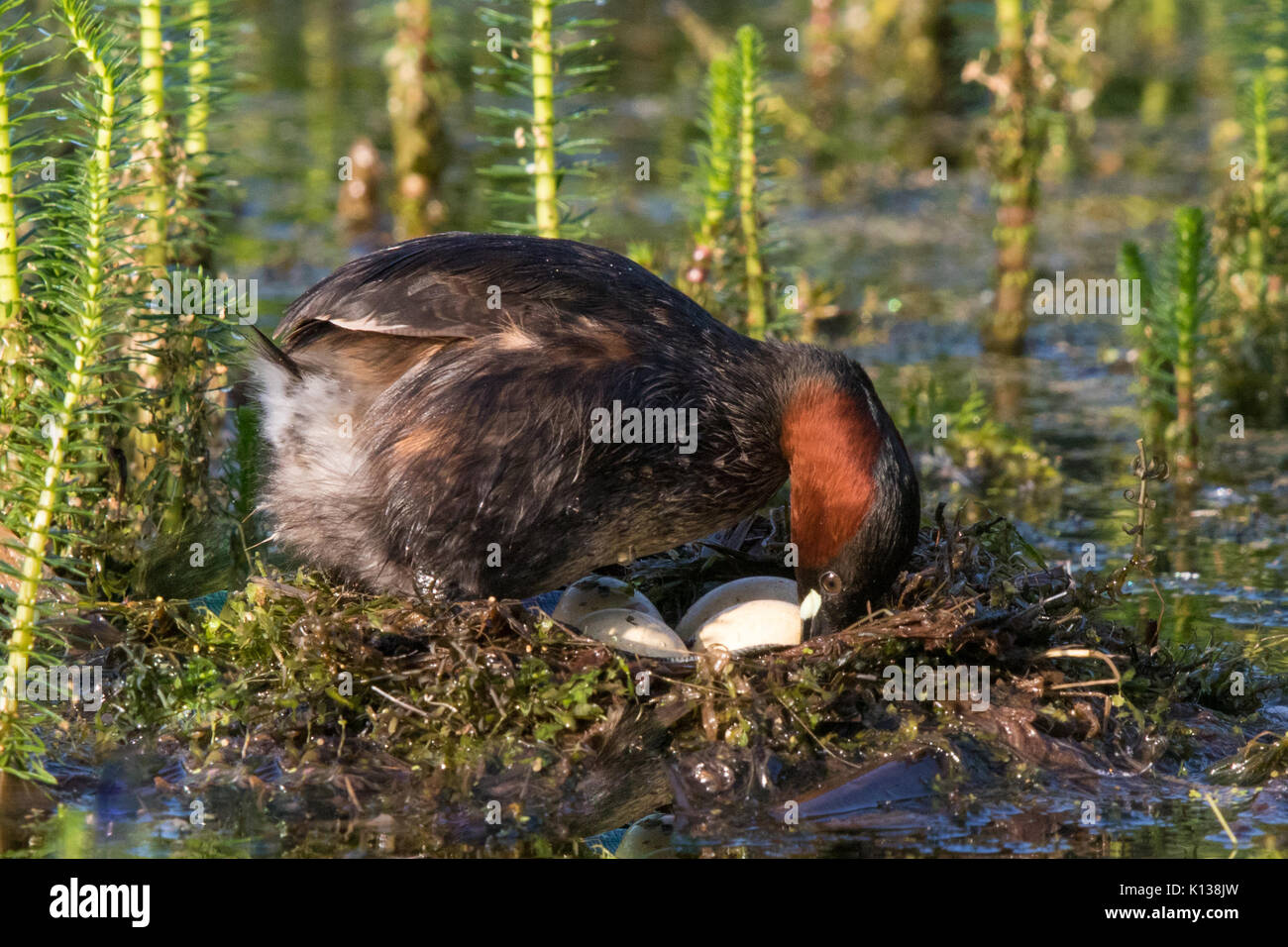 Tuffetto (Tachybaptus ruficollis) riassestare le uova nel suo nido Foto Stock