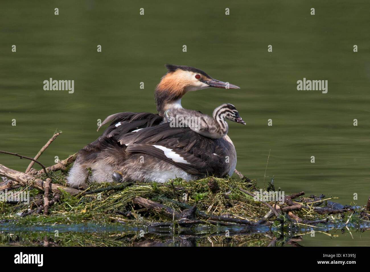 Femmina Svasso maggiore (Podiceps cristatus) seduto sul nido con un pulcino in appoggio sulla sua schiena Foto Stock