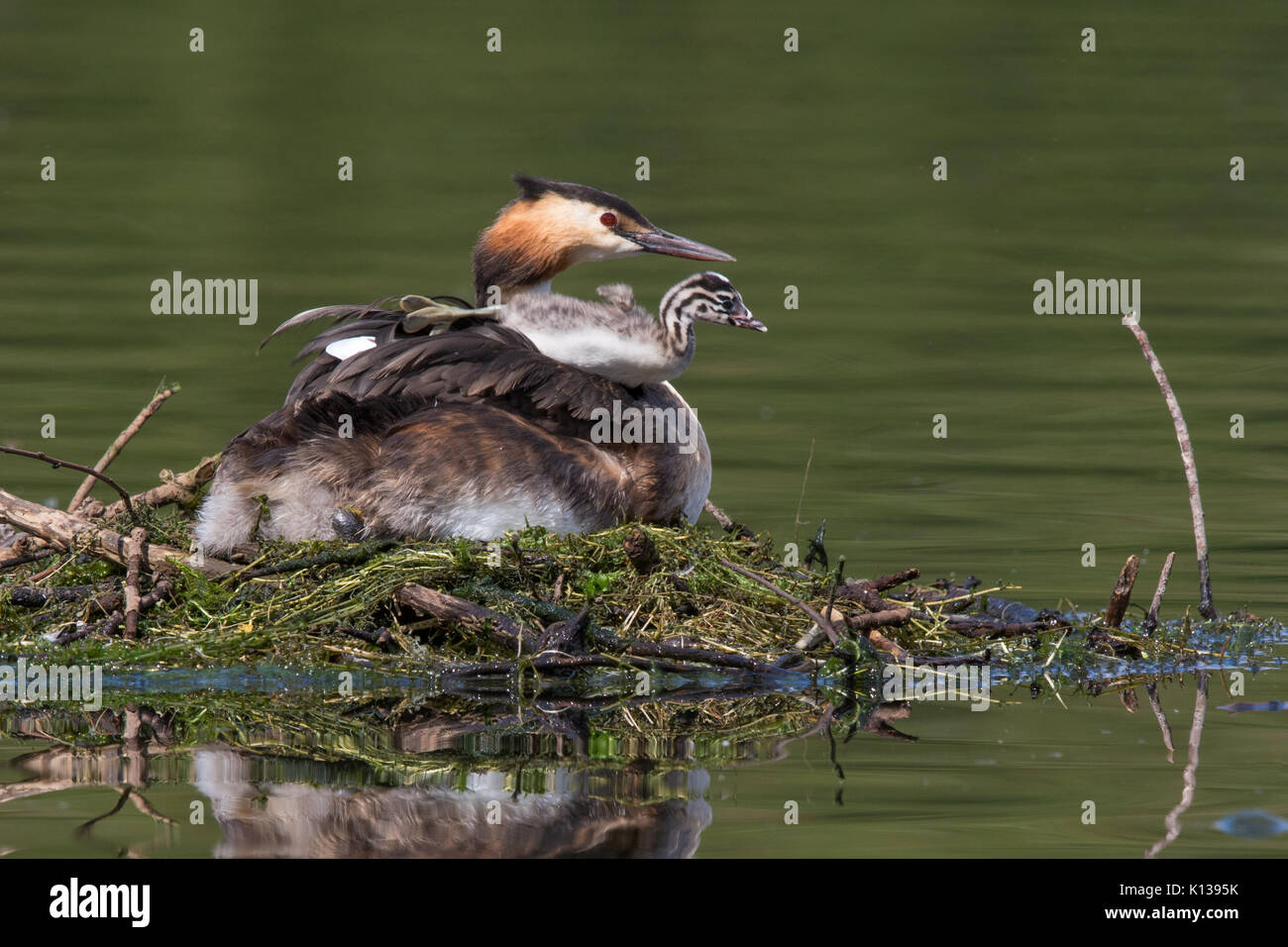 Femmina Svasso maggiore (Podiceps cristatus) seduto sul nido con un pulcino in appoggio sulla sua schiena Foto Stock