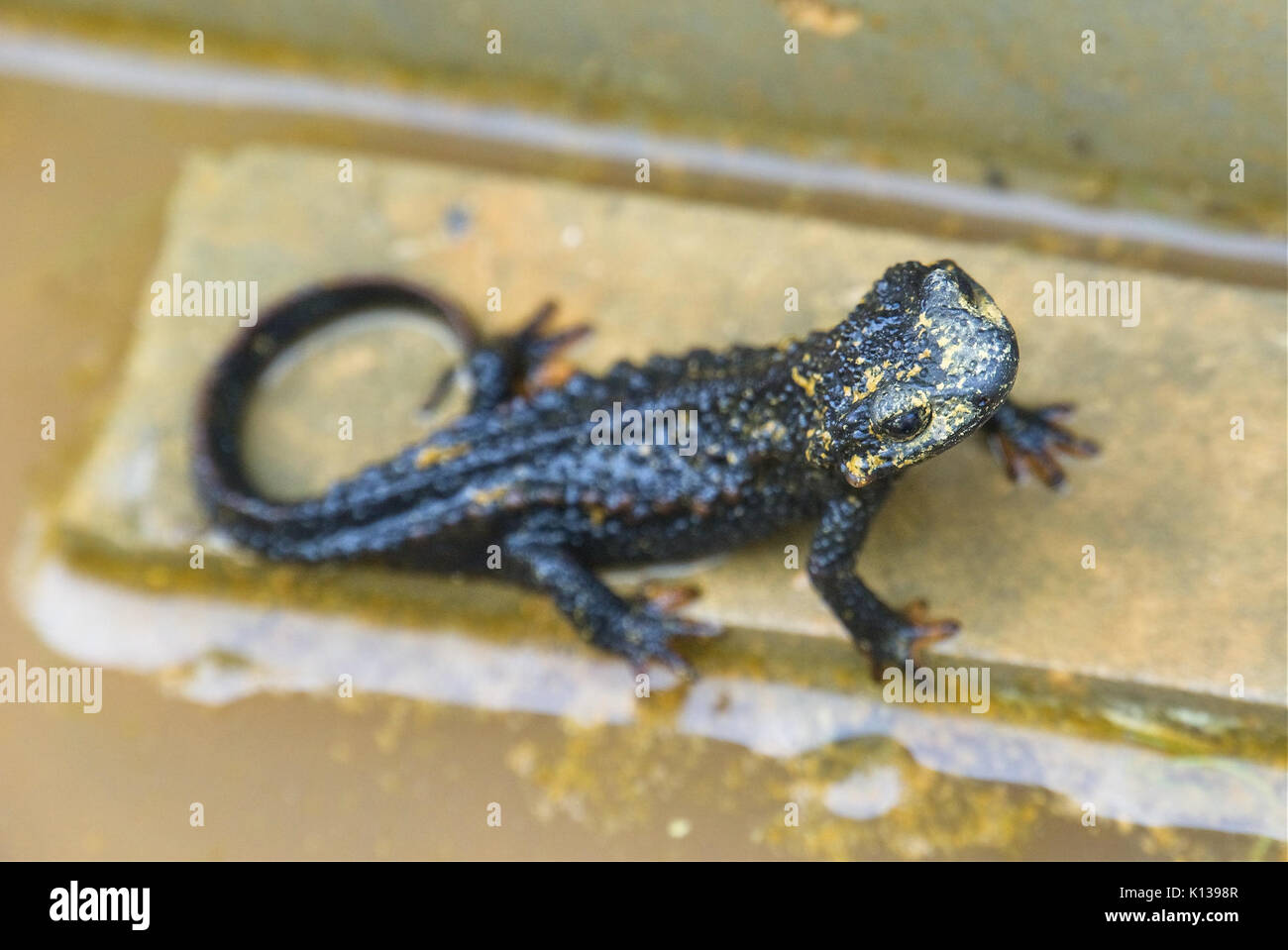 Anderson's Crocodile Newt (33518872052) Foto Stock