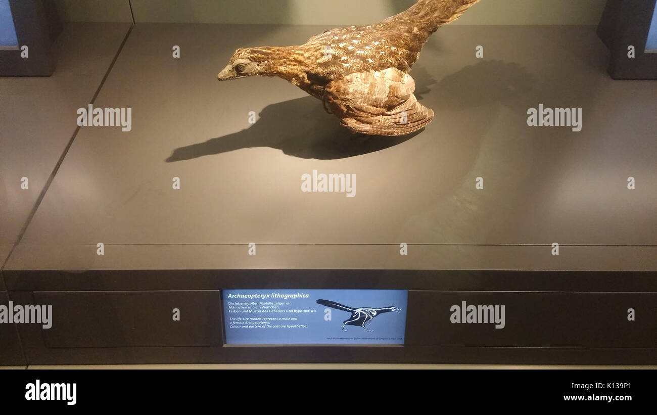 Archaeopteryx (modello) Naturhistorisches Museum Wien, 22 aprile 2017 Foto Stock