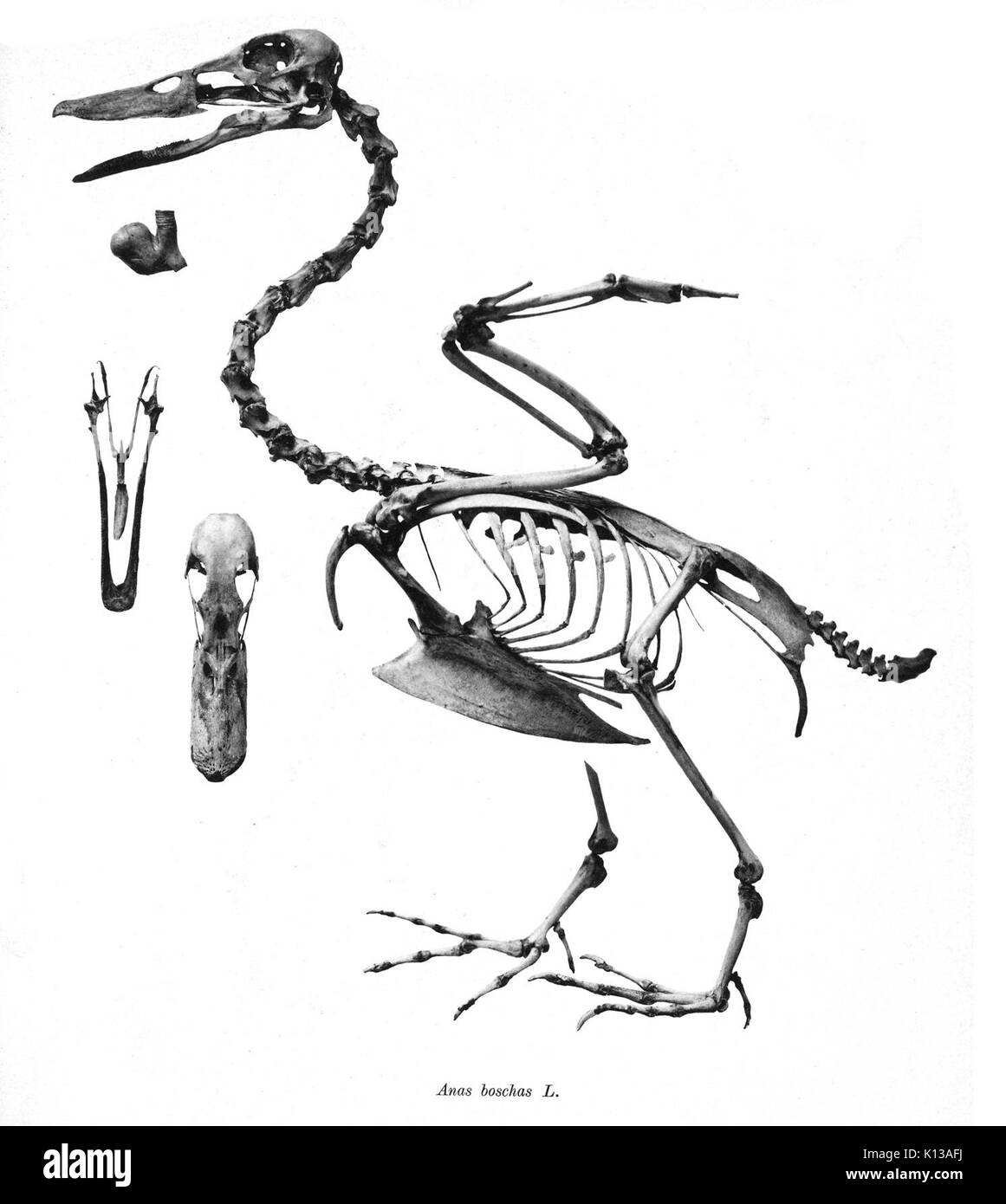 Anas boschas 115 Foto Stock