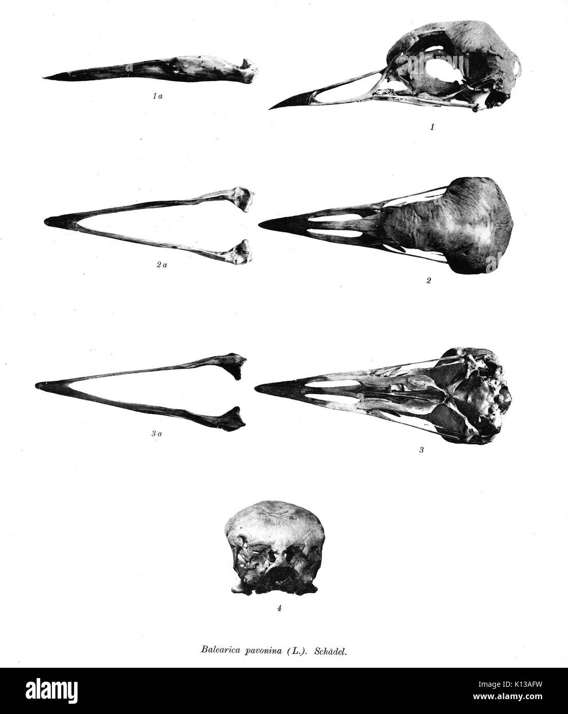 Balearica pavonina 111 Foto Stock