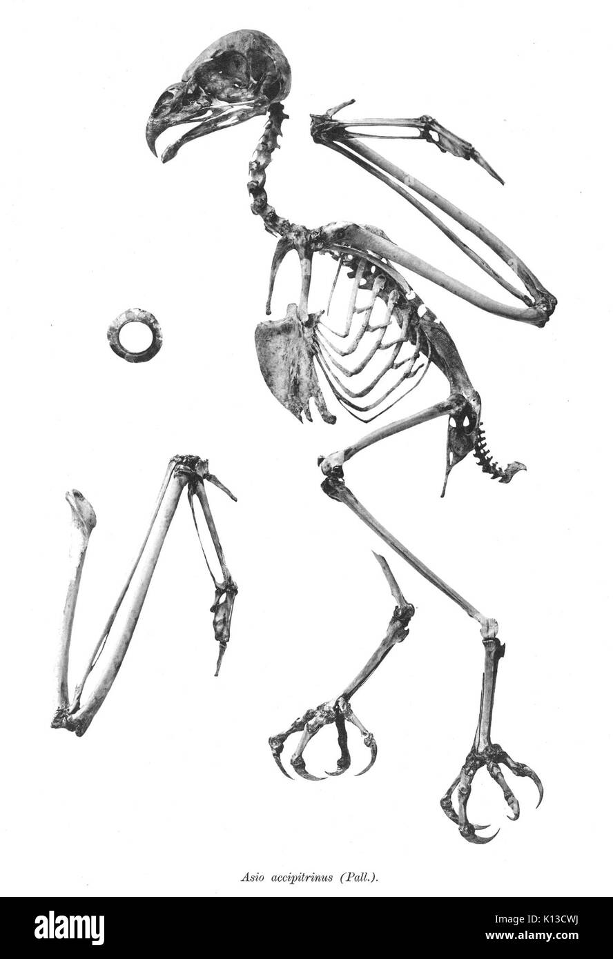 Asio accipitrinus 123 Foto Stock