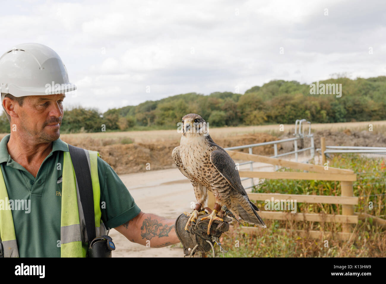 Falconer con uccello di lavorare per mantenere gli uccelli fastidiosi lontano da operatori sul sito di discarica Foto Stock