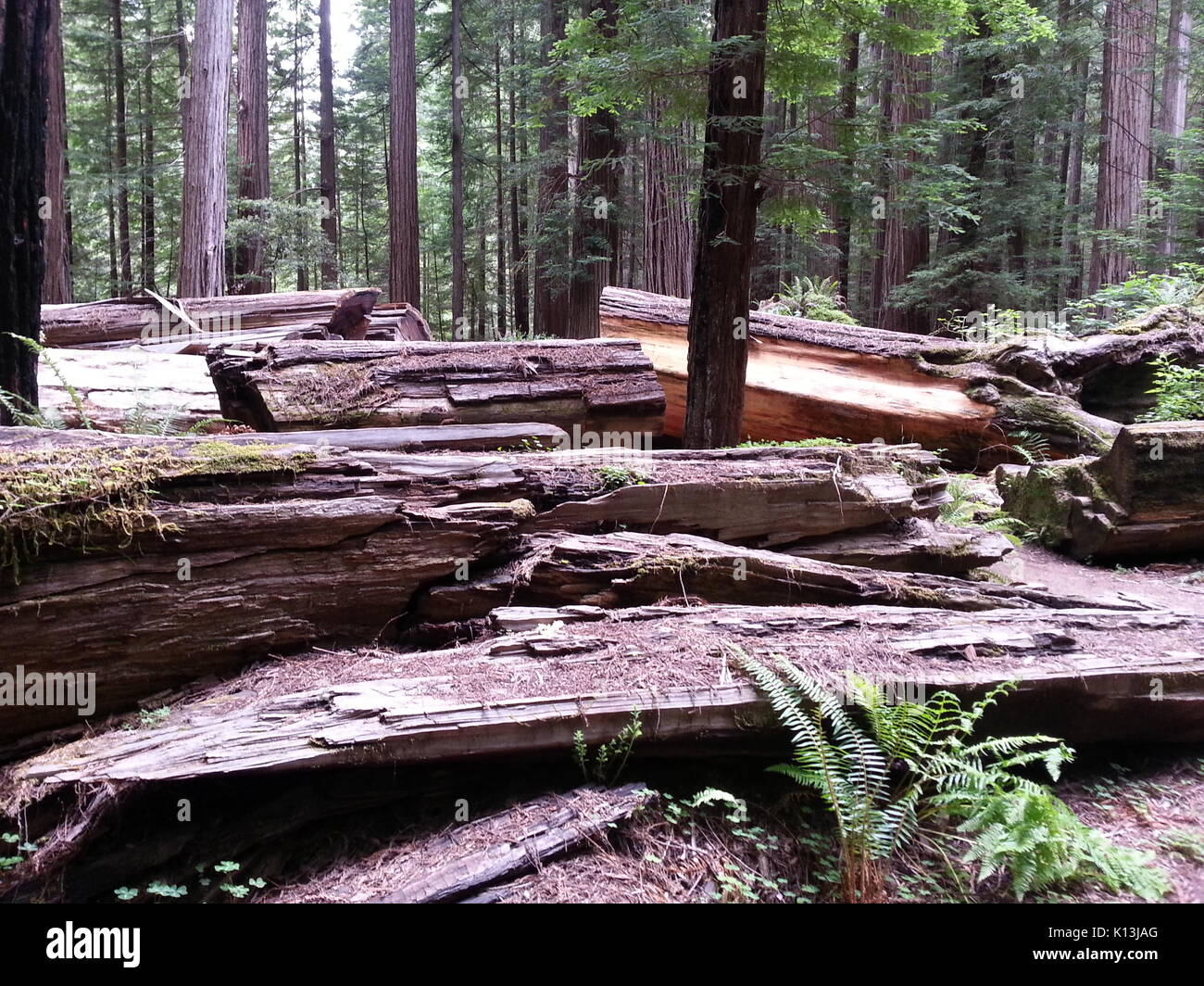 Letto di alberi caduti Foto Stock