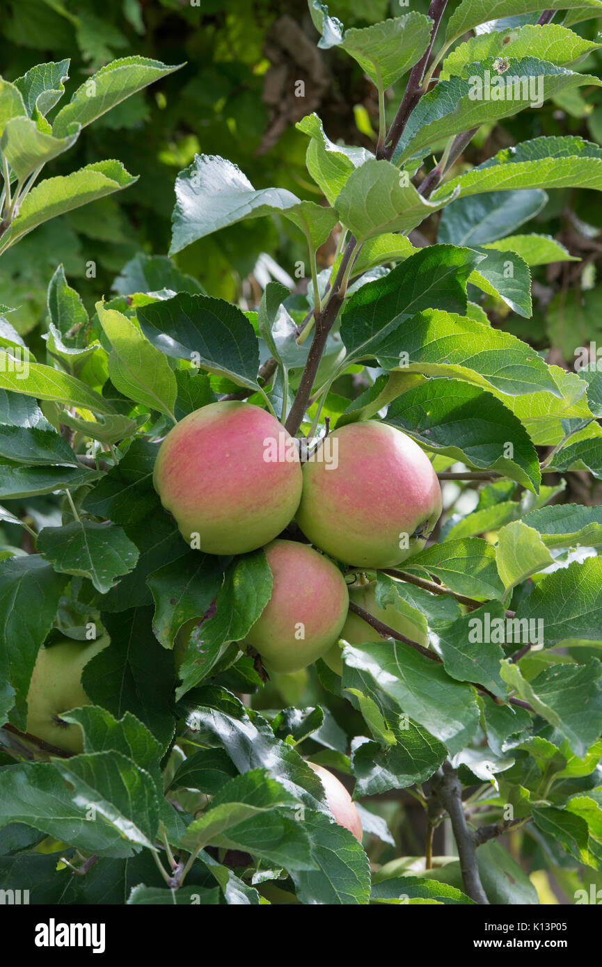 Malus domestica "Carino Oro'. Apple "Carino Oro' maturazione su un albero. Regno Unito. Un Inglese moderno varietà apple Foto Stock