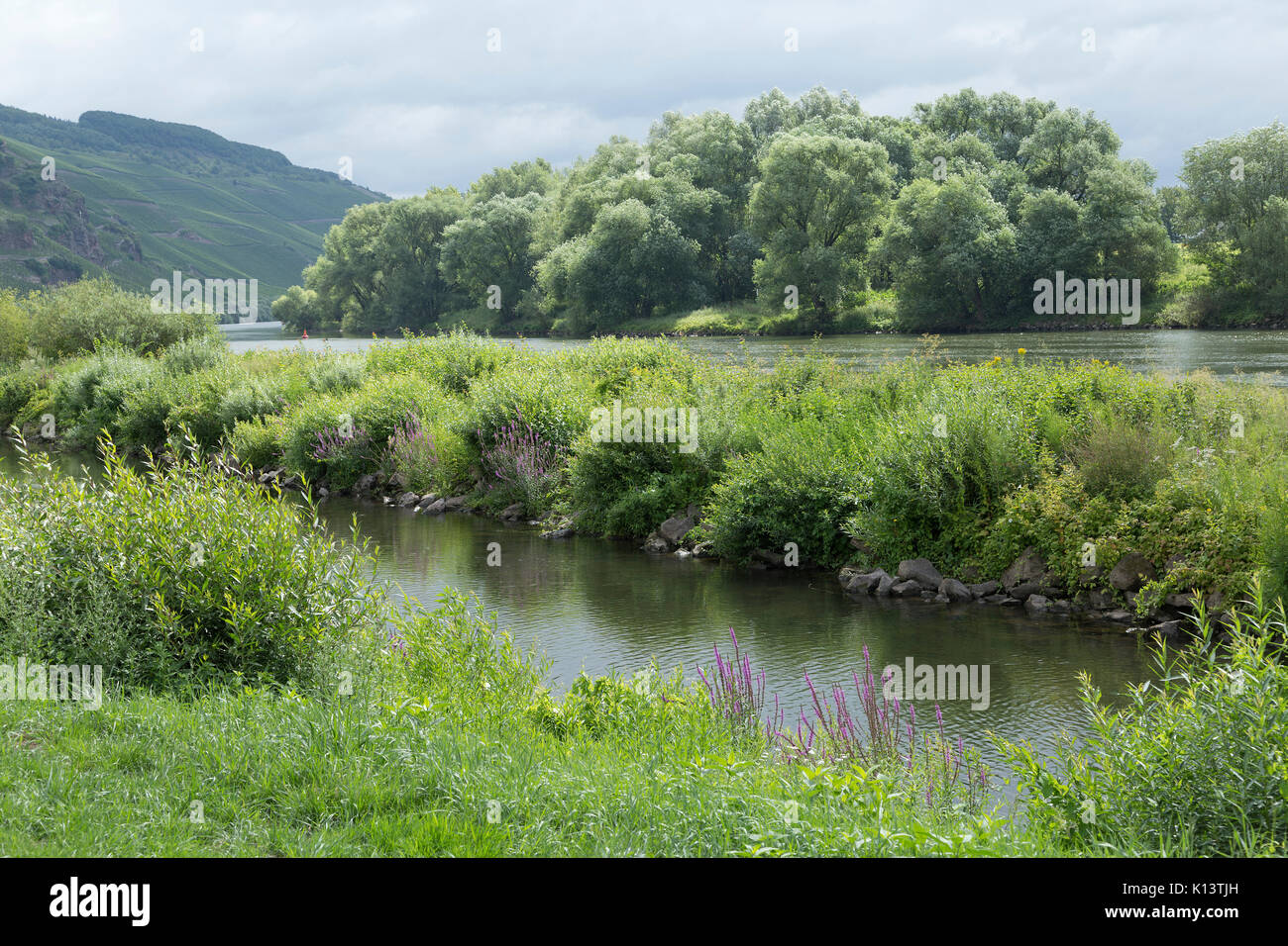 Fiume Mosella vicino Uerzig, Moselle, Renania-Palatinato, Germania Foto Stock