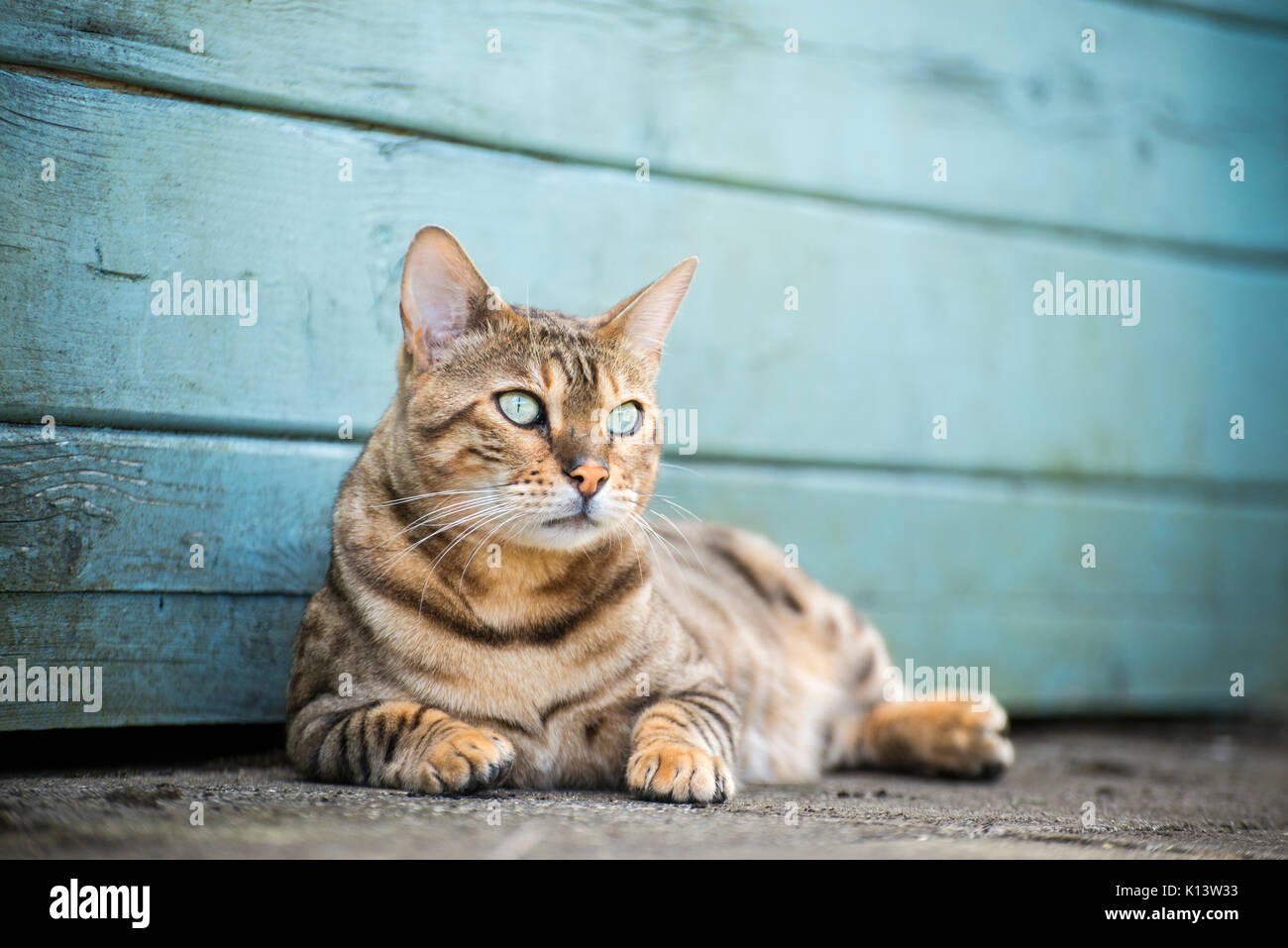 Il Bengala gatto di casa fuori in giardino Foto Stock