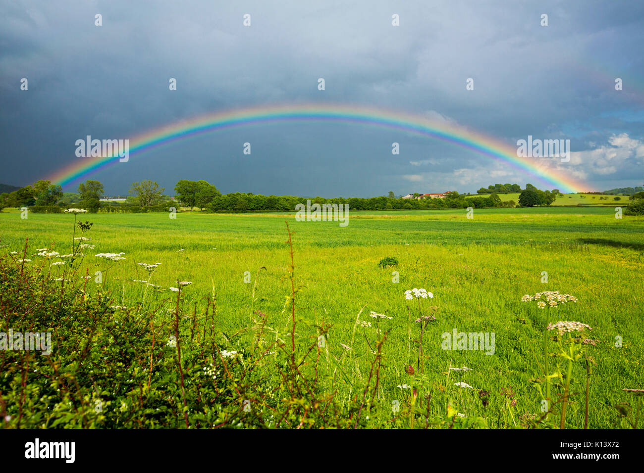 Rainbow inarcamento attraverso tempestoso cielo grigio e campo di Emerald erbe e fiori di campo vicino a Scarborough, in Inghilterra Foto Stock