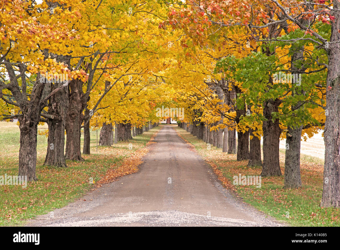 Un lungo viale con verde, rosso e giallo autunno alberi che fiancheggiano la strada Foto Stock