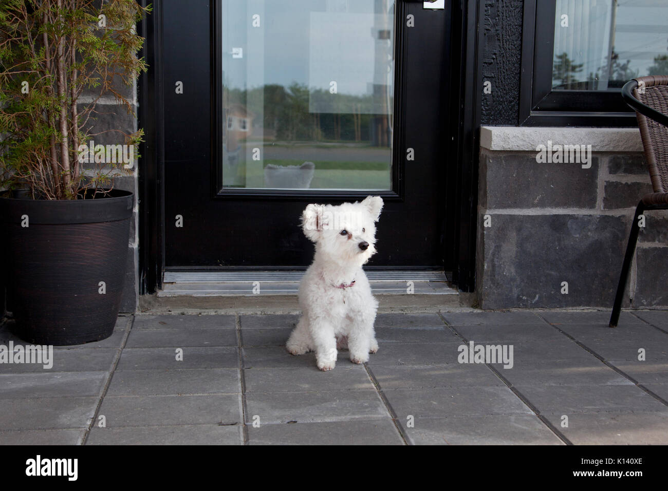 Piccolo Cane bianco si trova al di fuori della sua casa in attesa per i proprietari Foto Stock