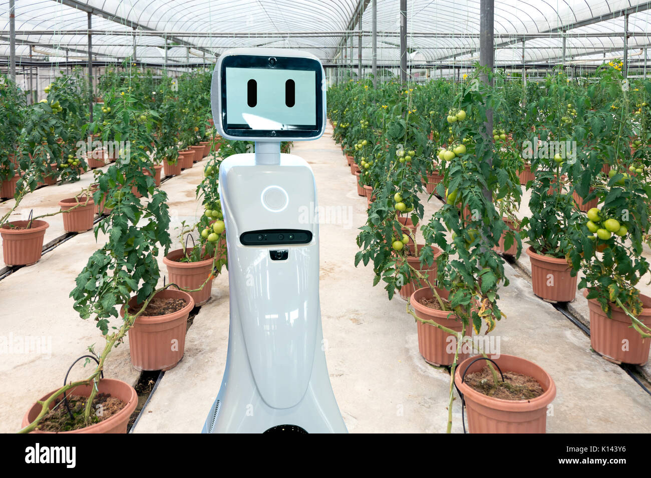 Smart agricoltura , robotics Tecnologia Tendenze e robo advisor concetto. Robot assistente in smart farm. Foto Stock