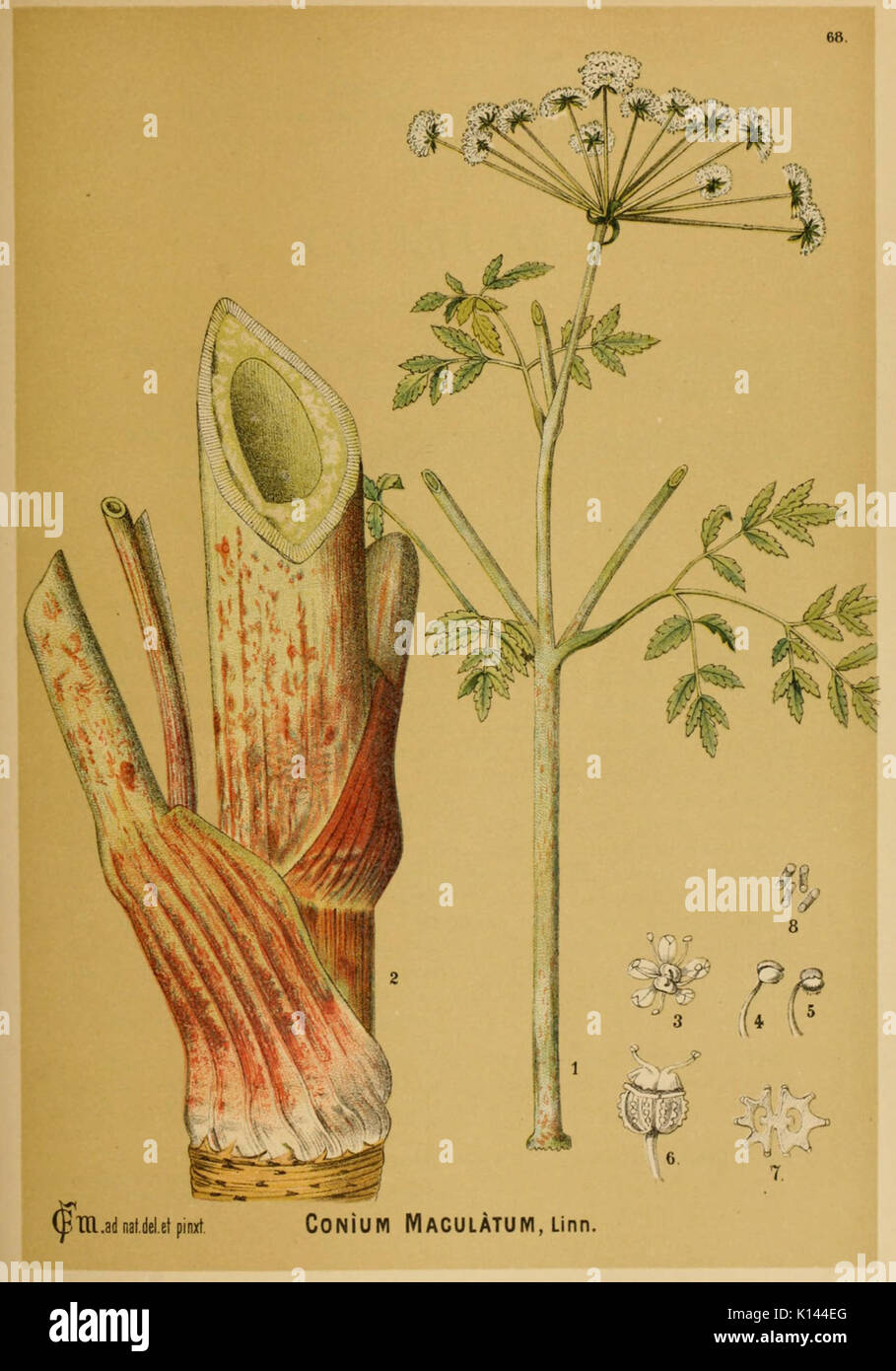 American piante medicinali (piastra 68) (6025409421) Foto Stock