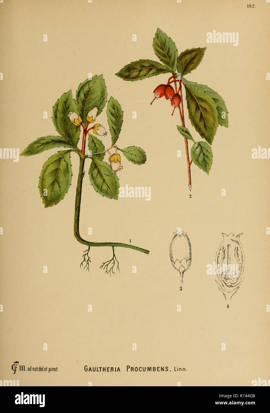 American piante medicinali (piastra 102) (6025420437) Foto Stock