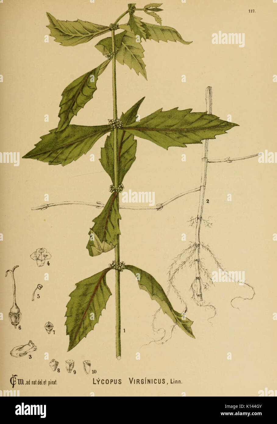 American piante medicinali (piastra 117) (6025980410) Foto Stock