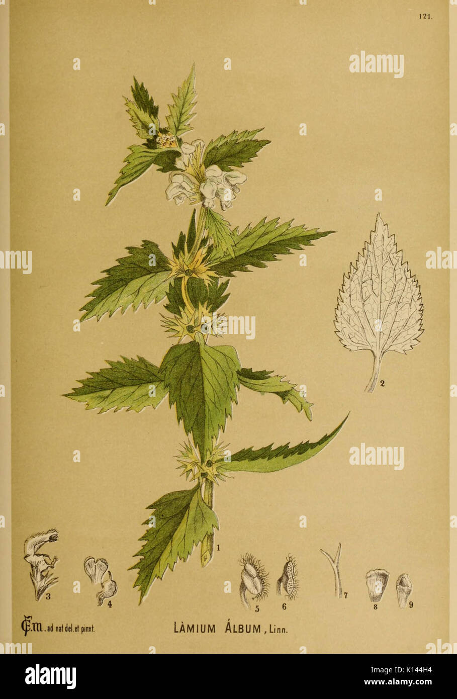 American piante medicinali (piastra 121) (6025981696) Foto Stock