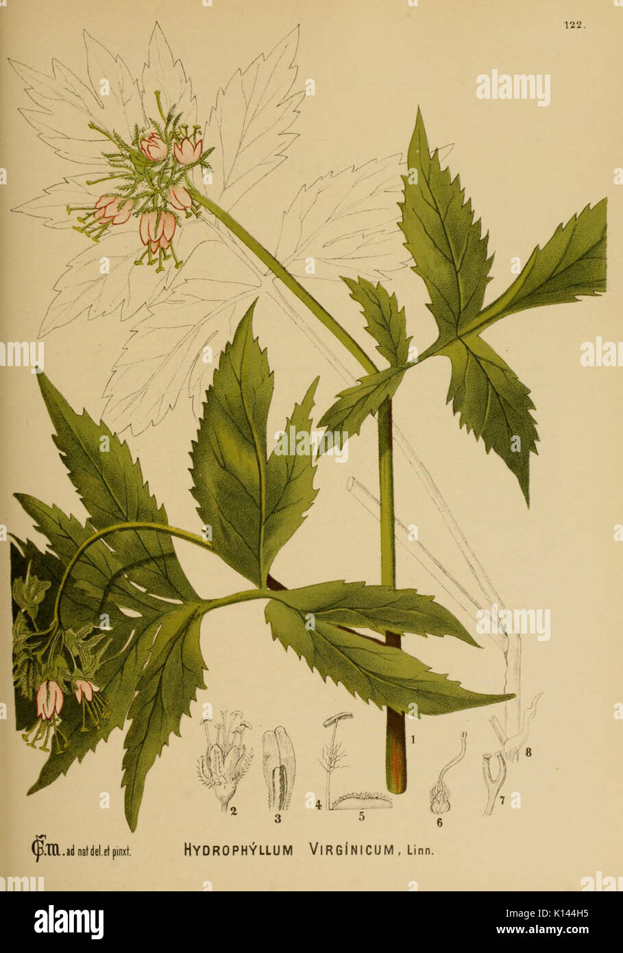 American piante medicinali (piastra 122) (6025982038) Foto Stock