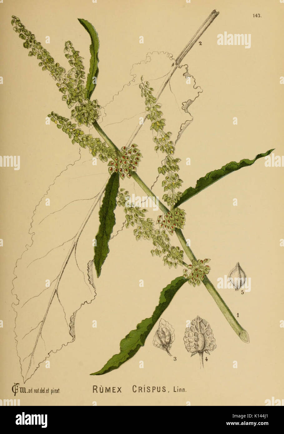 American piante medicinali (piastra 143) (6025434239) Foto Stock