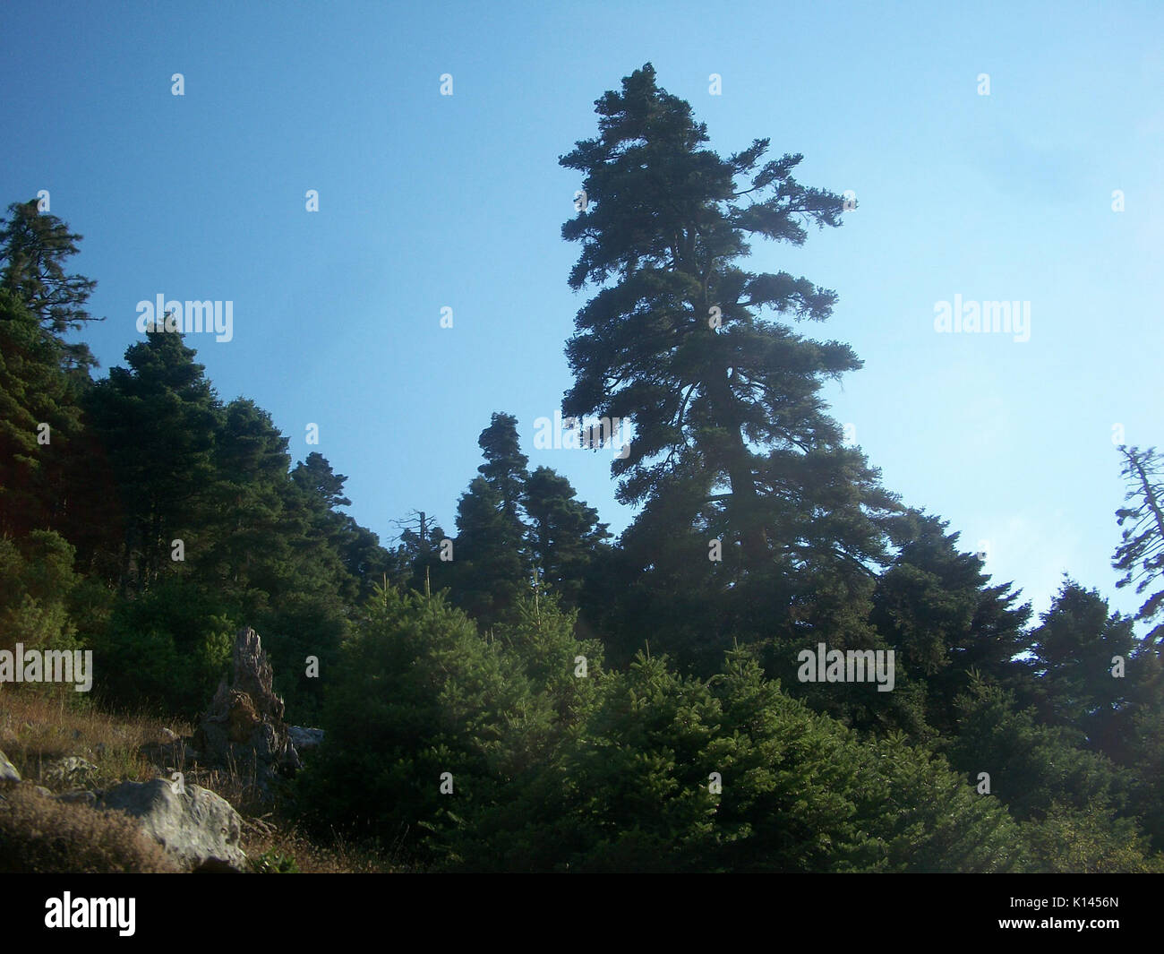 Abies cephalonica Eubea 5 Foto Stock