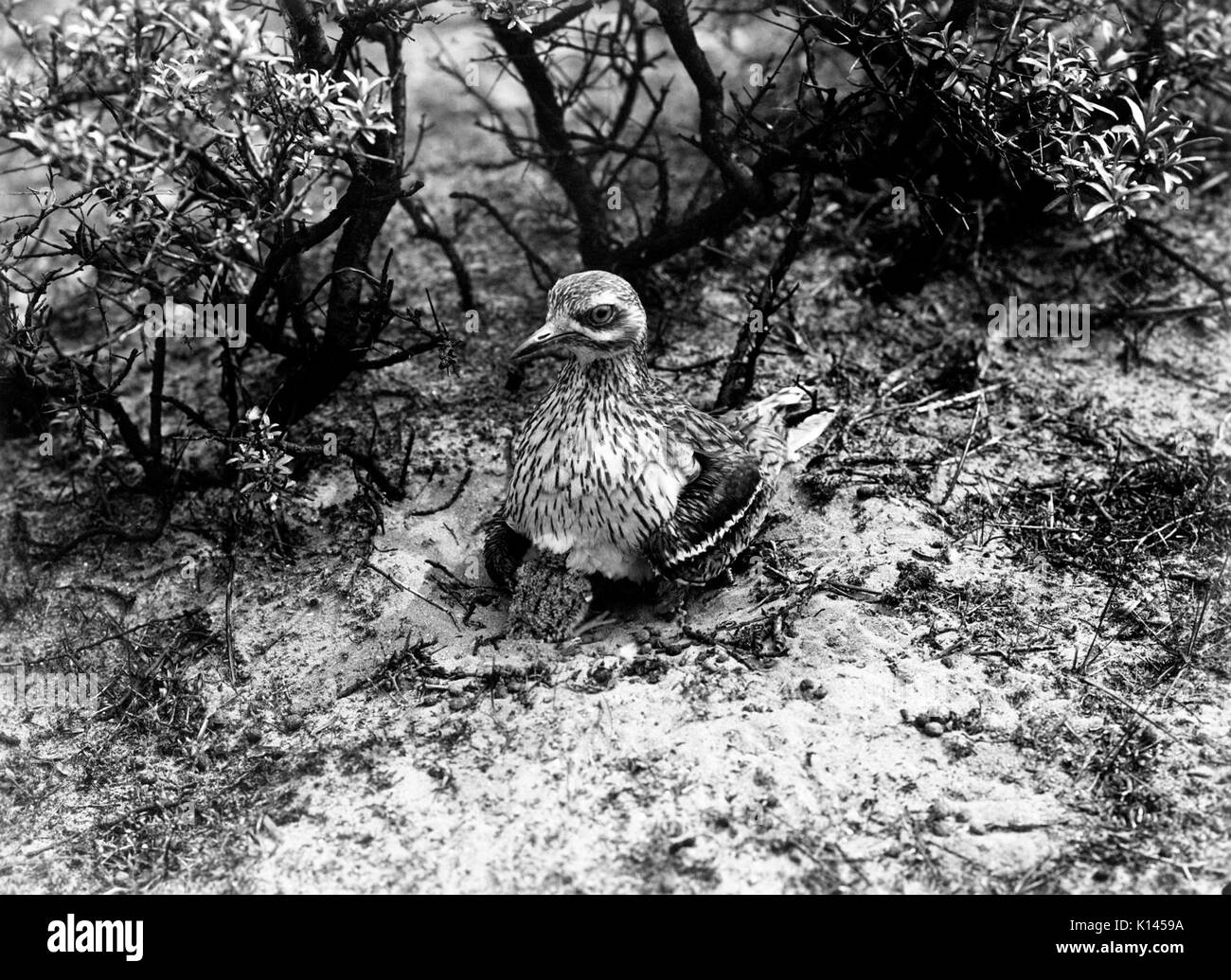 Adolphe Burdet Griel ca 1909 1915 Foto Stock