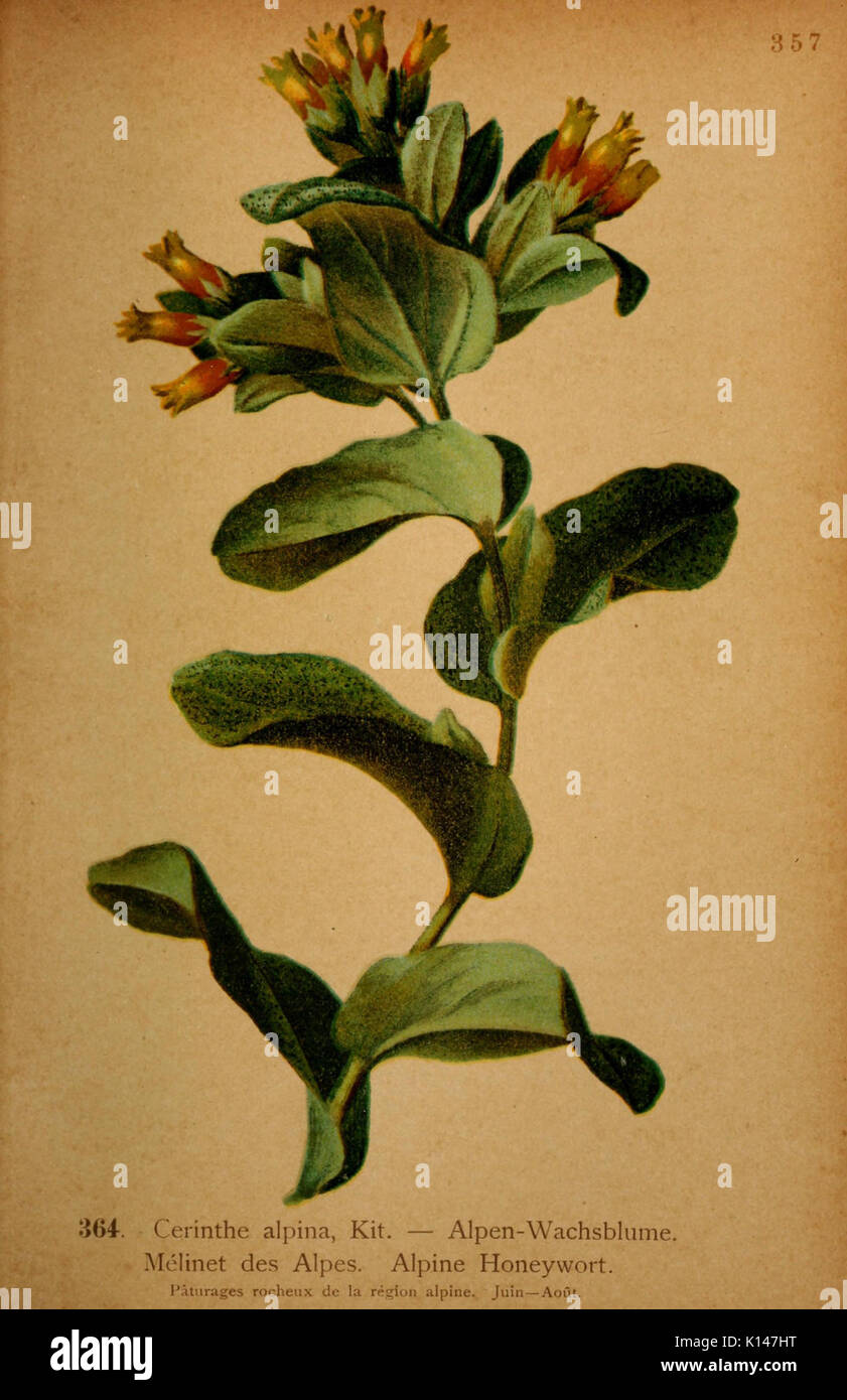 Atlas de la flora alpine (Pl. 364) (6389281987) Foto Stock