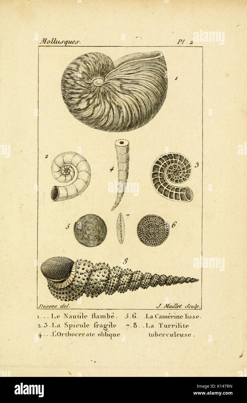 Atlas des mollusques (Pl. 2) (6436503117) Foto Stock