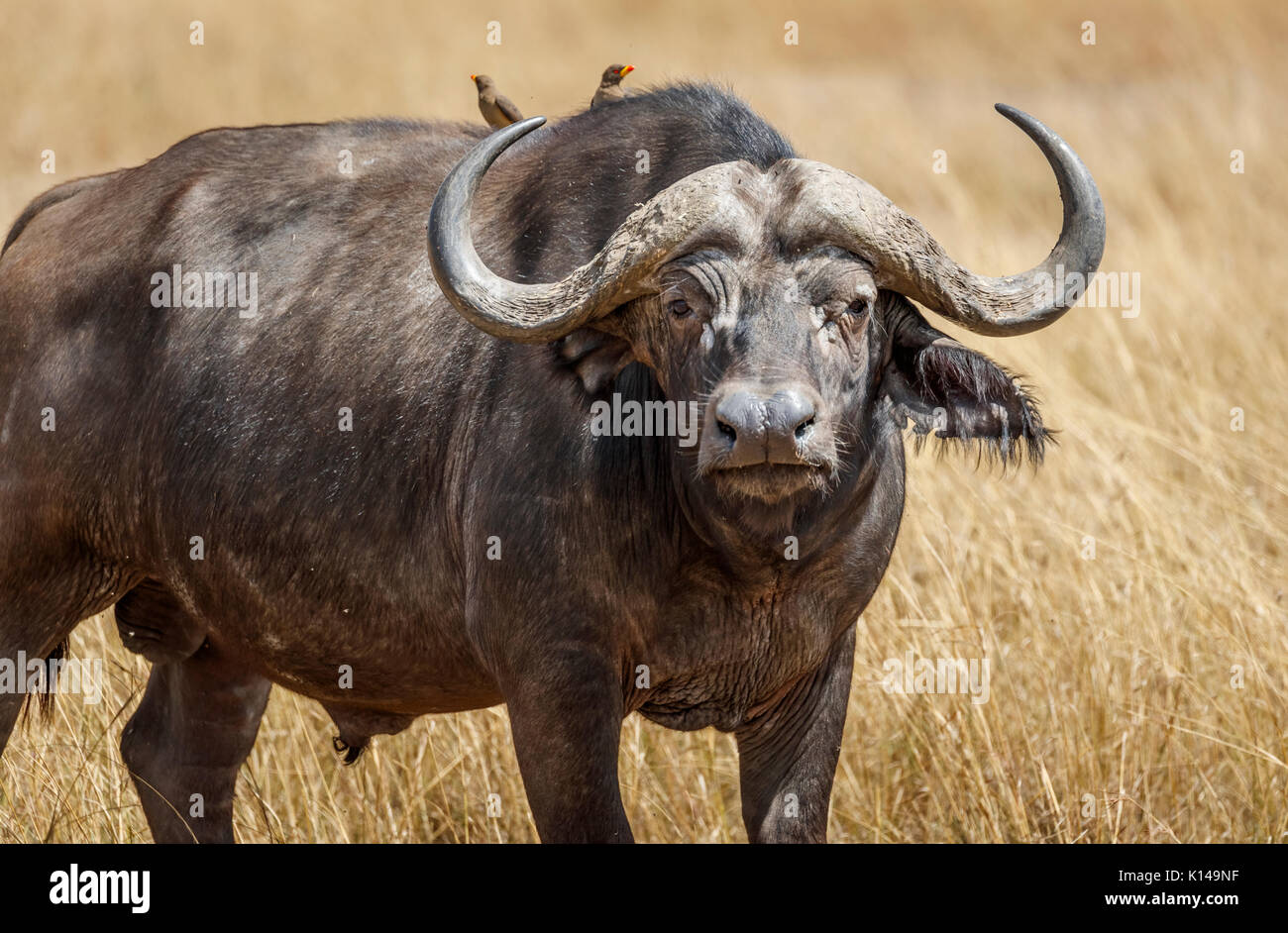 Grandi bull (maschio) bufali, Syncerus caffer, uno dei Big 5, stando in piedi in erba lunga a Savannah in Masai Mara, Kenya con giallo-fatturati oxpeckers Foto Stock Grandi bull (maschio) bufali, Syncerus caffer, uno dei Big 5, stando in piedi in erba lunga a Savannah in Masai Mara, Kenya con giallo-fatturati oxpeckers Foto Stock