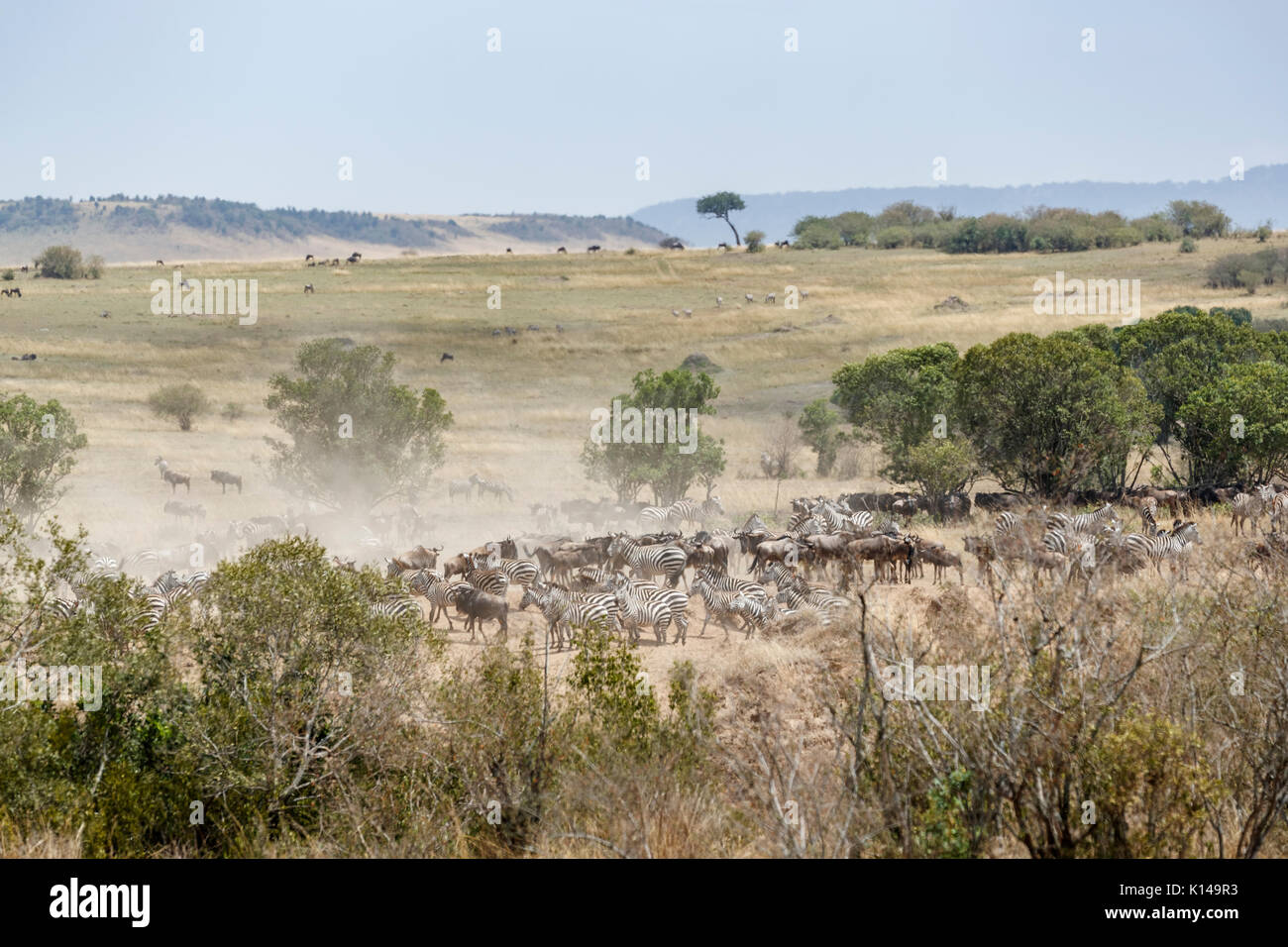 Allevamenti di zebra e wildebeeest di recarsi presso un punto di passaggio sul fiume di Mara nel Masai Mara, Kenya Foto Stock