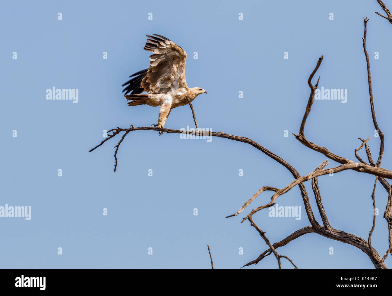 Bruno eagle, Aquila rapax, con ali teso tenendo fuori dai rami di un albero in Masai Mara, Kenya Foto Stock