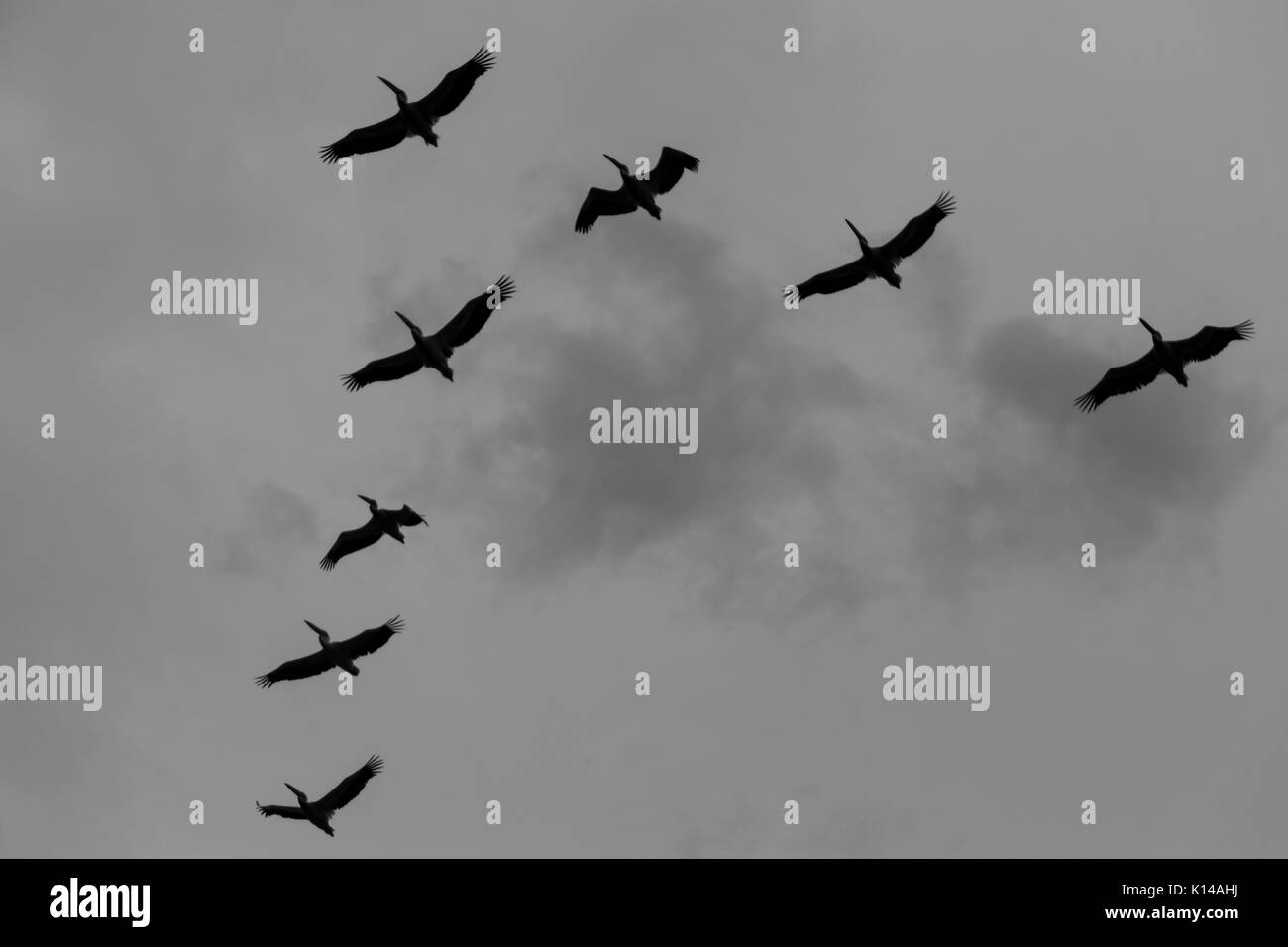 Gregge di pellicani Foto Stock