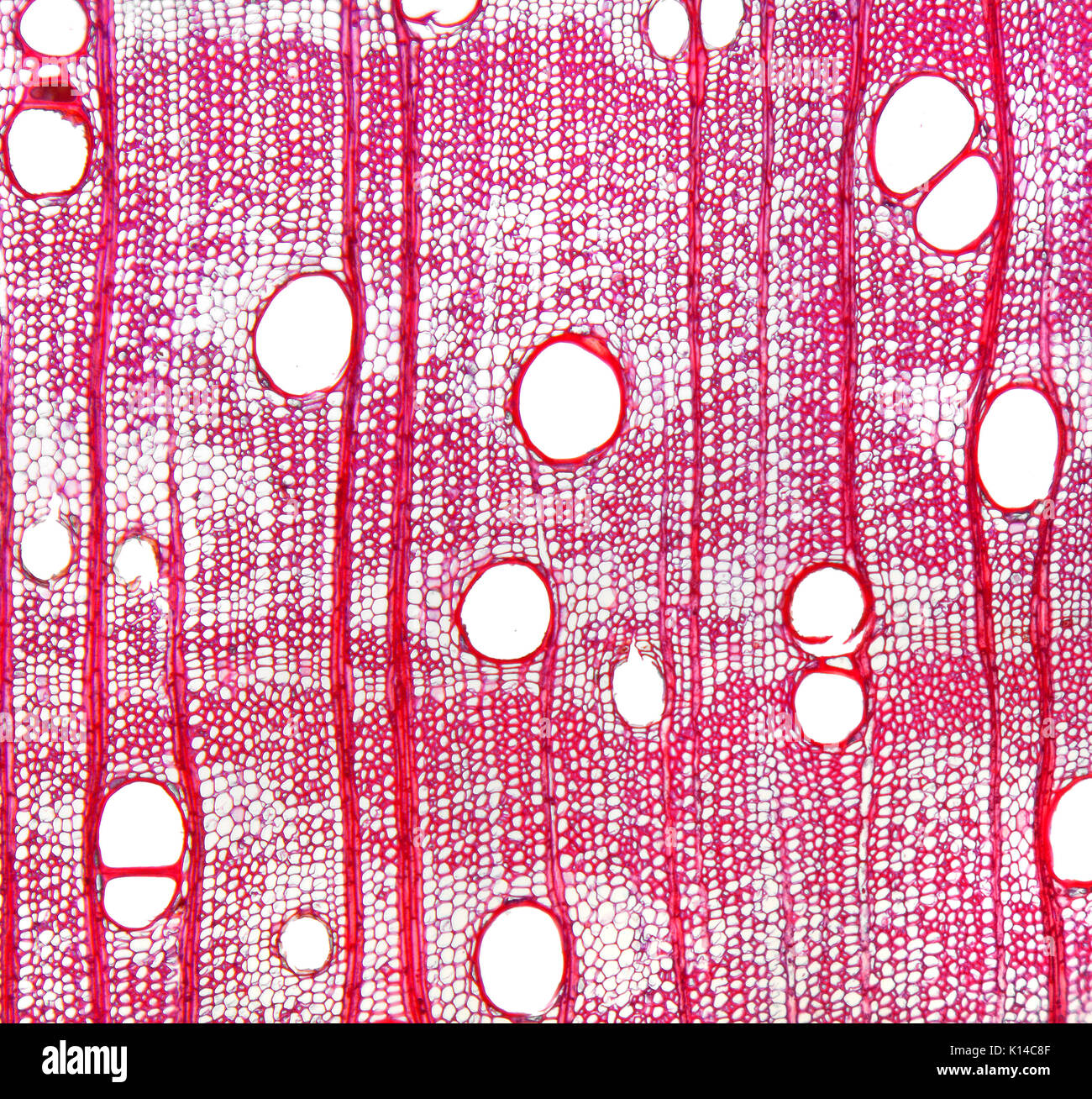 Campo chiaro fotomicrografia, Agba Tola, Gosweillerodendron balsamiferum Foto Stock