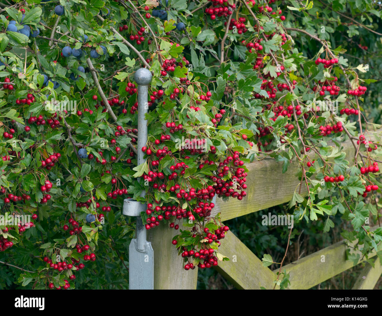 Porta a cinque bar e hedgerow con biancospino e biancospino Norfolk in autunno Foto Stock