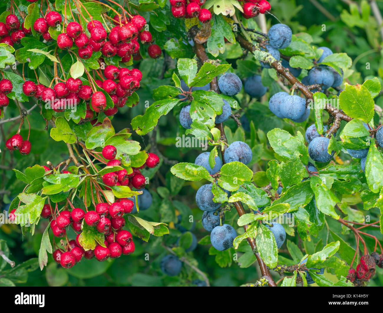 Porta a cinque bar e hedgerow con biancospino e biancospino Norfolk in autunno Foto Stock