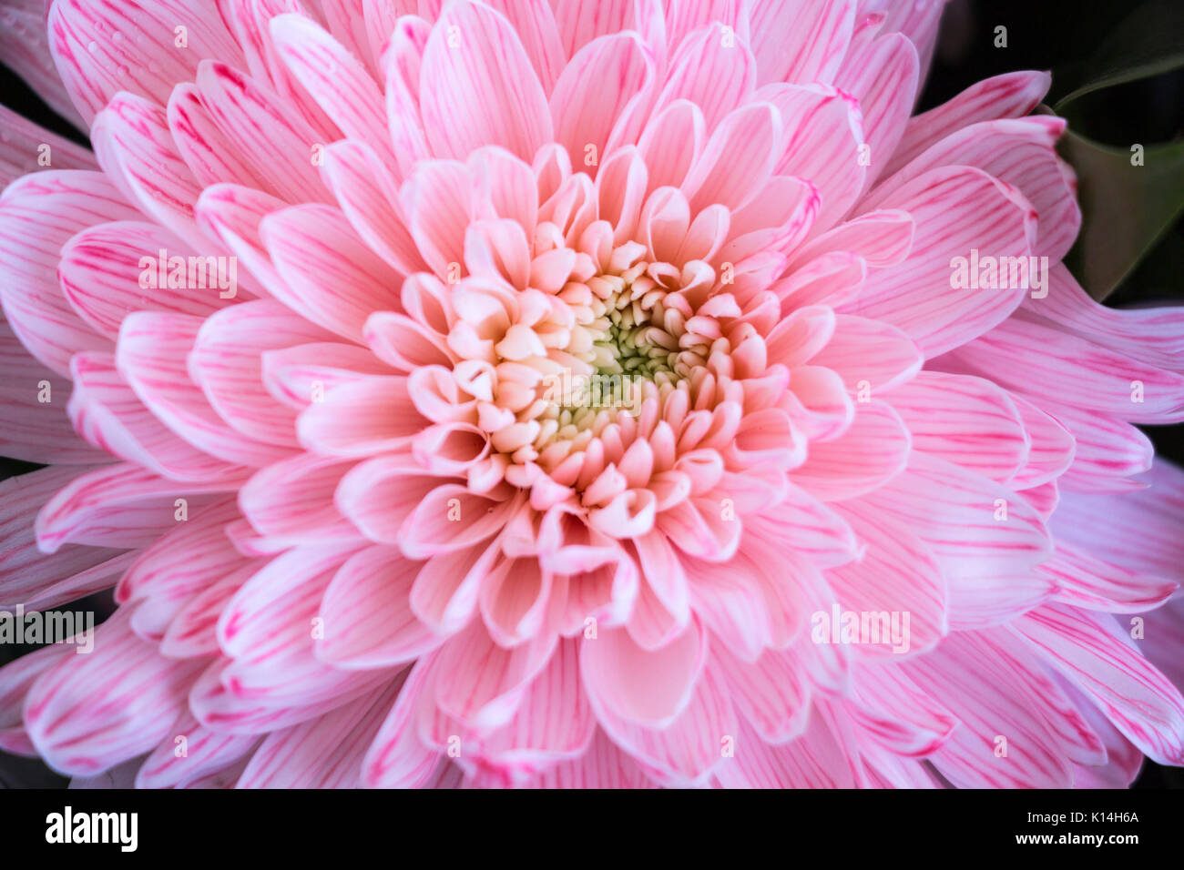 Close up fiore colore rosa dettagli aster per lo sfondo Foto Stock