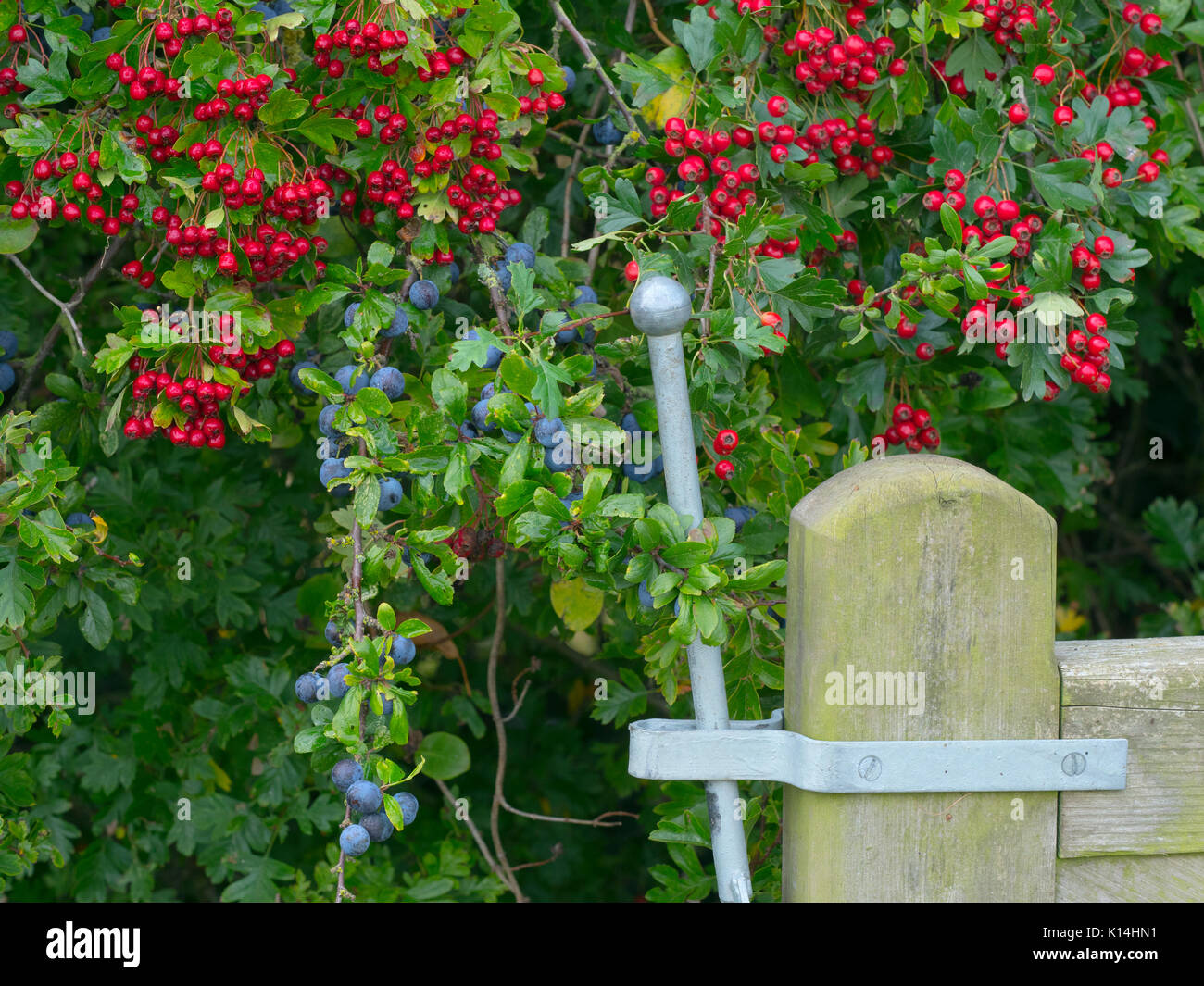 Porta a cinque bar e hedgerow con biancospino e biancospino Norfolk in autunno Foto Stock