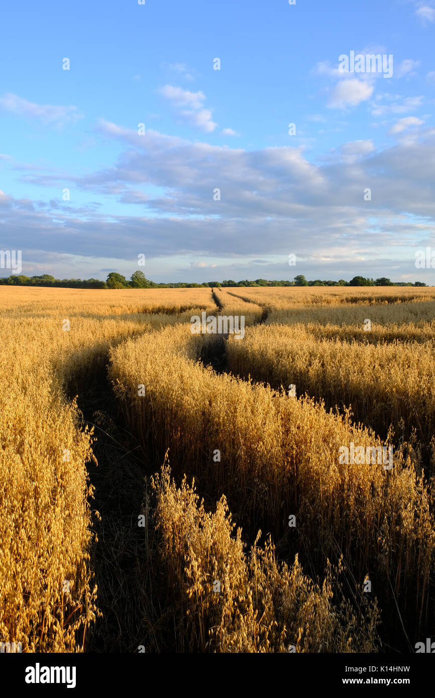 Le tracce del veicolo in un campo di grano Foto Stock