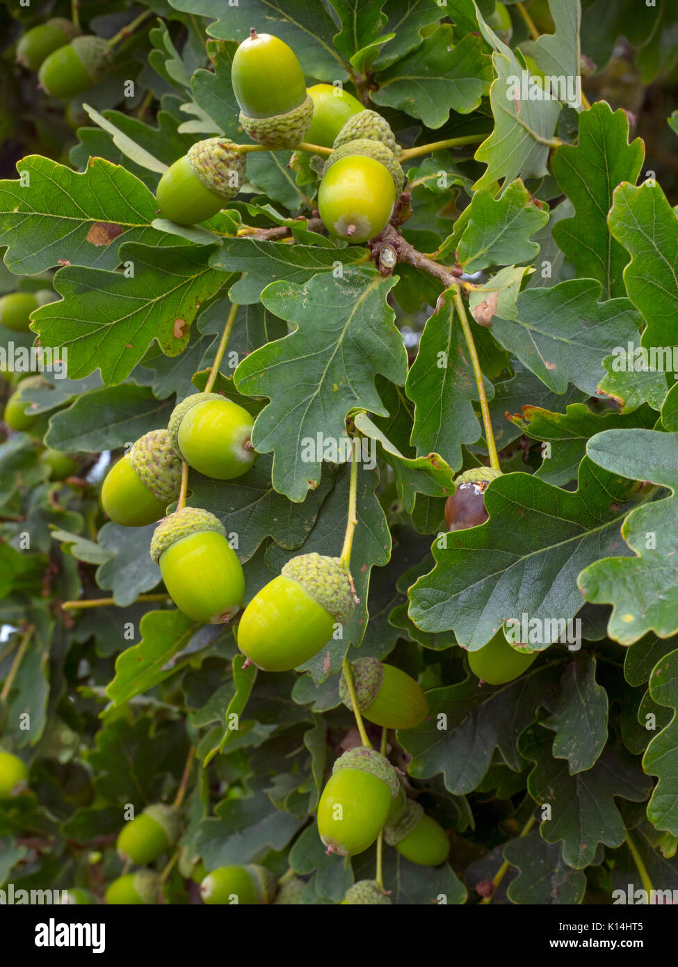 Oak Quercus robur ghiande in autunno Foto Stock