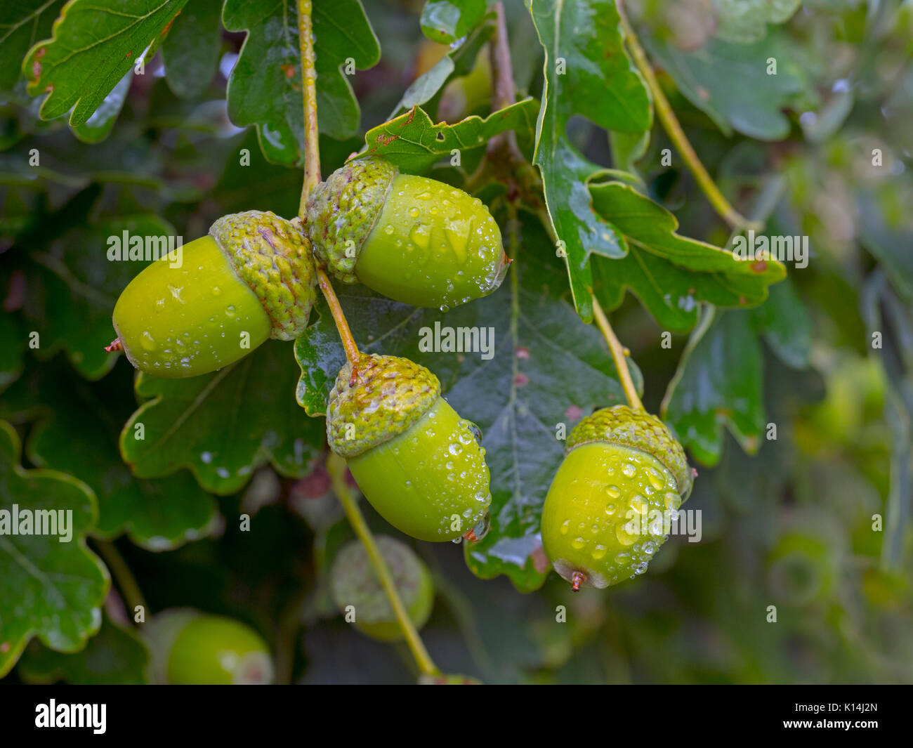 Oak Quercus robur ghiande in autunno Foto Stock