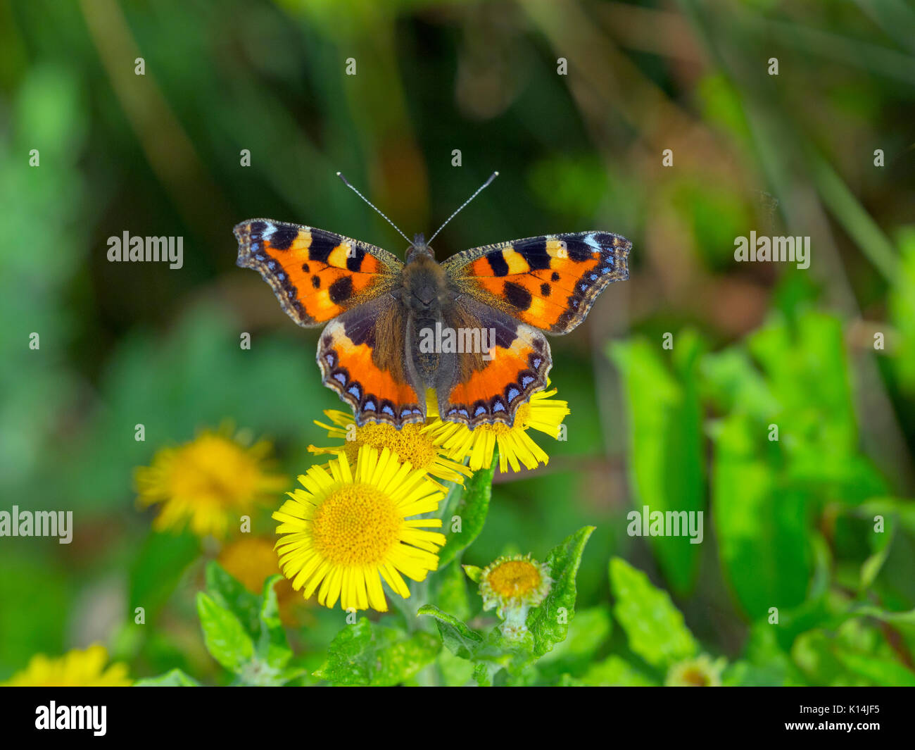 Piccola Tartaruga Butterfly Aglais urticae su comuni Fleabane Agosto Foto Stock