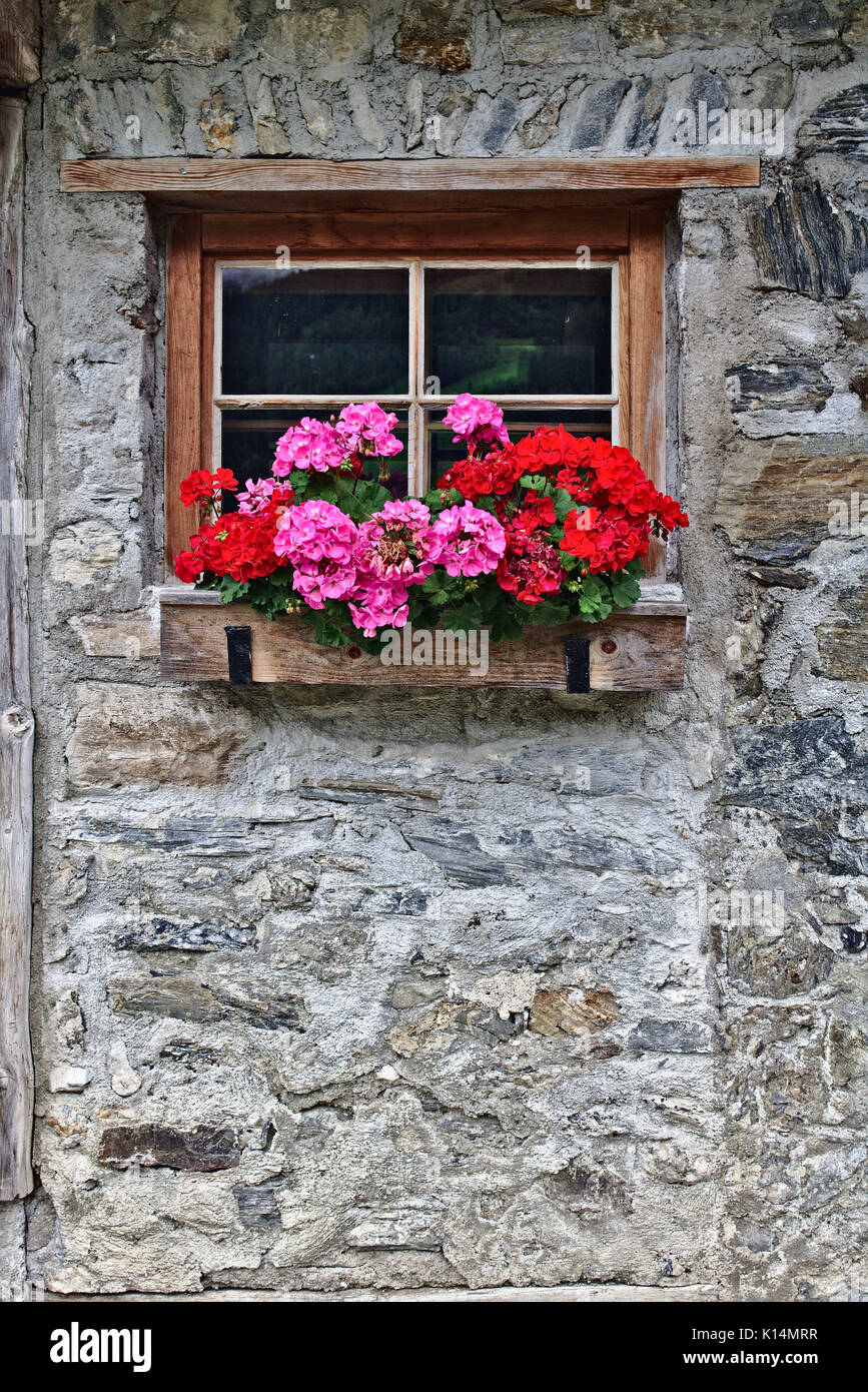 La parete di una vecchia fattoria casa fatta di pietre di campo con finestra e rosso brillante fiori Foto Stock