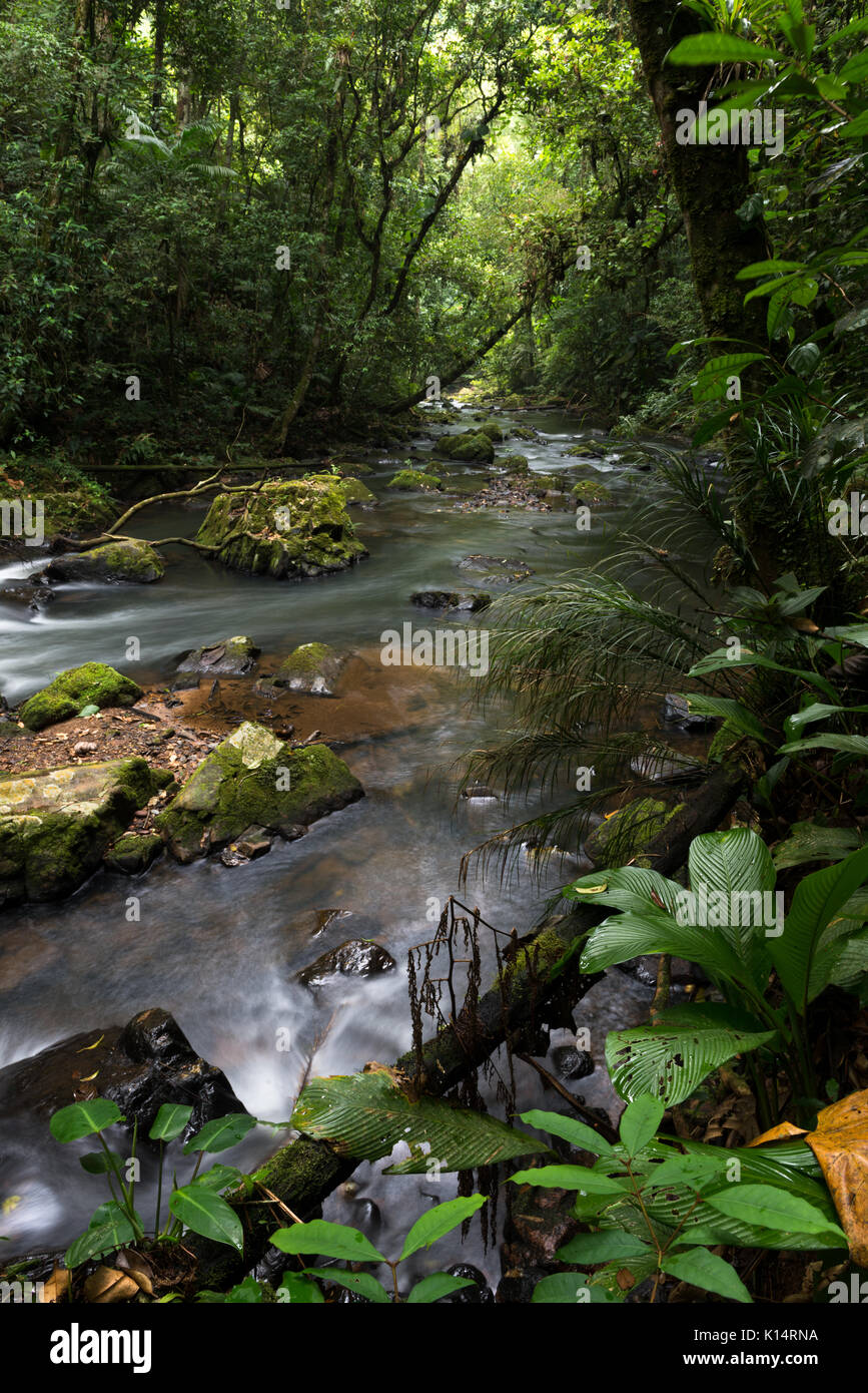 Un fiume che scorre attraverso la foresta pluviale atlantica di sè il Brasile Foto Stock