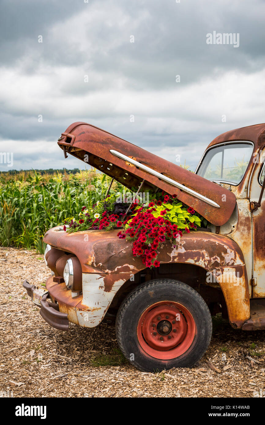 Il Parkside Pioneer Patch mostra di vecchi attrezzi e veicoli con fiori a Winkler, Manitoba, Canada. Foto Stock