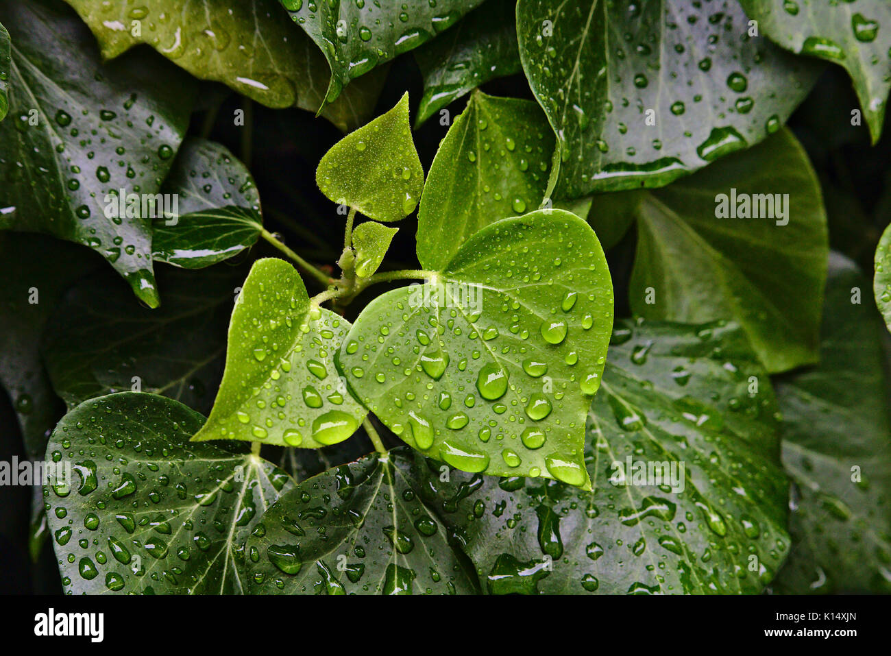 Gocce di pioggia sul luminoso e foglie di colore verde scuro Foto Stock